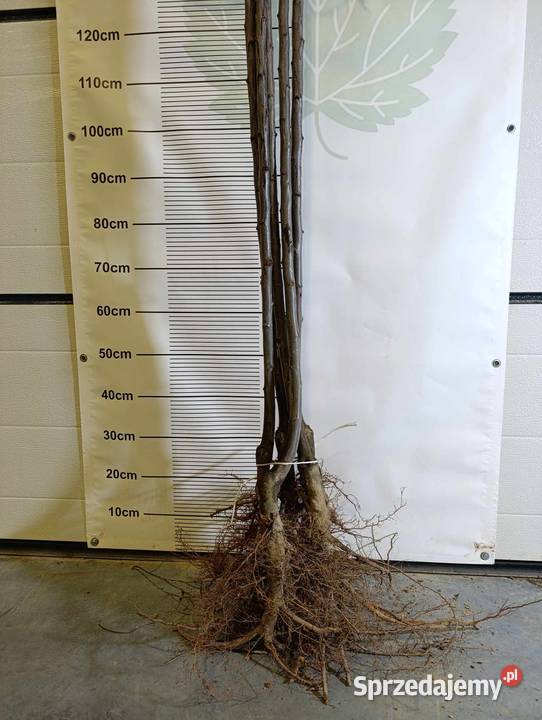 Śliwa wiśniowaPrunus cerasifera Pissardii Końskowola