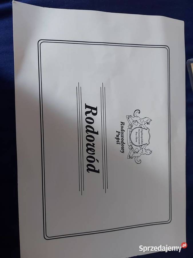 Cudowny Cavalier szuka nowej kochającej rodziny