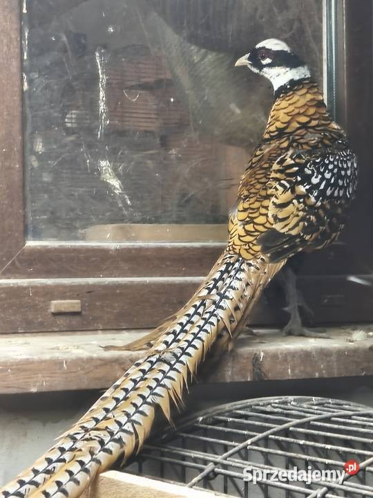 Ptaki bazanty Wrocław