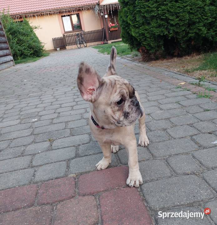 Buldog Francuski szczeniaki mazowieckie Mogielnica