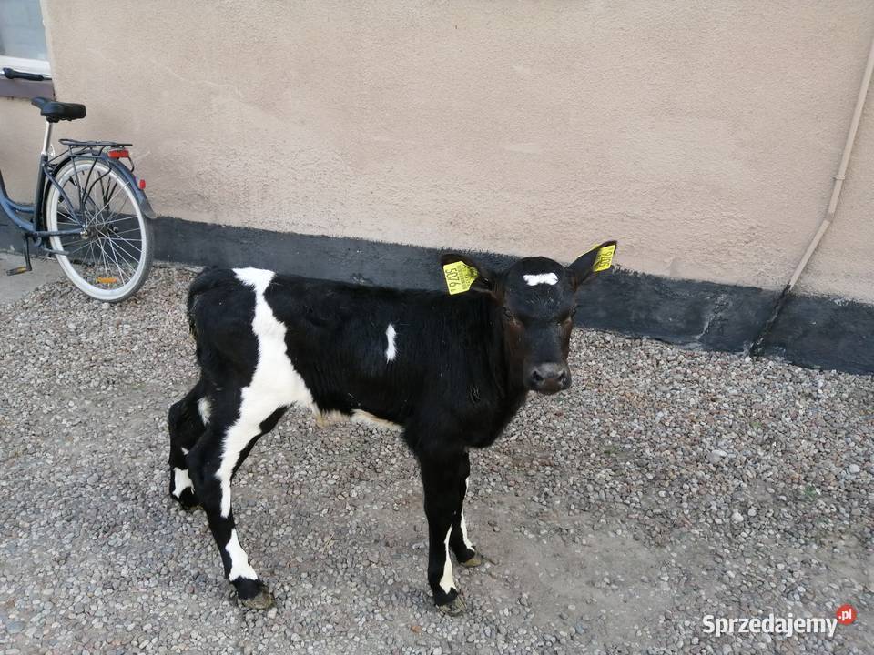sprzedam dwa byczki kujawsko-pomorskie Kowal