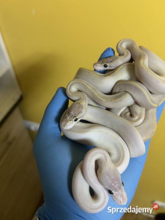 Dorosłe gotowe na sezon i młode węże zbożowe warmińsko-mazurskie Pisz