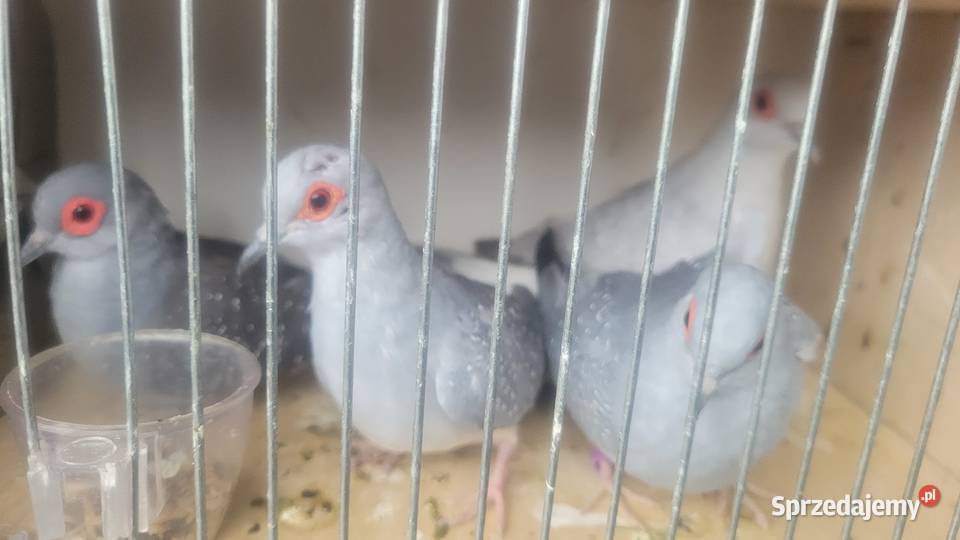 Gołąbki diamentowe Wieliczka