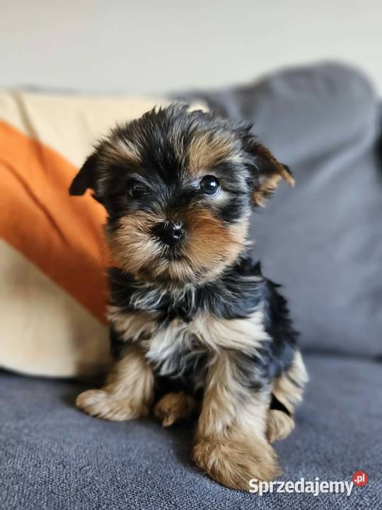 Suczka Yorkshireterrier Malutka Gotowa do zmiany Częstochowa
