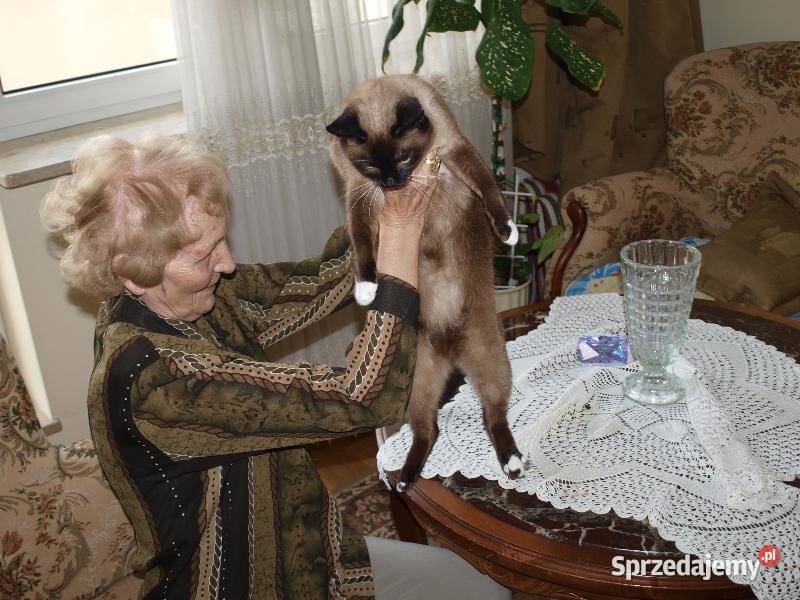 Siatka Kota na Balkon Drzwi i Okna montaż Łódź