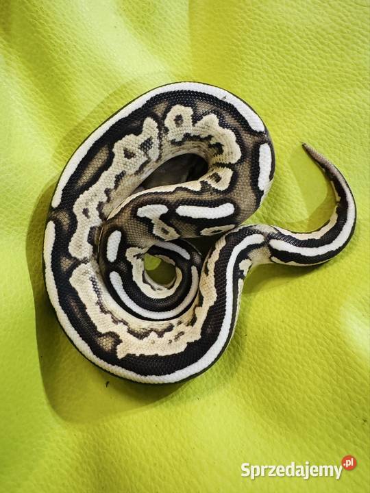 Pyton królewski samiec savannah cinnamon mojave śląskie Jastrzębie-Zdrój