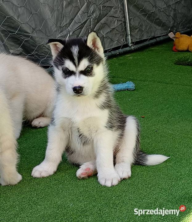 Siberian husky girl Racibórz sprzedam