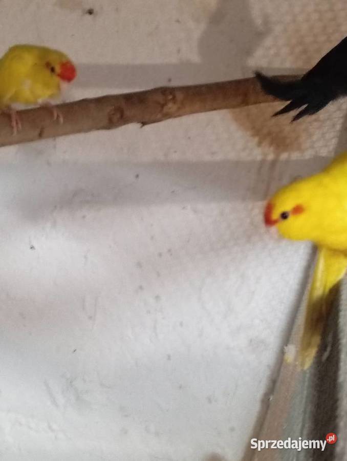 Papugi kozie moderlotki Ptaki wielkopolskie