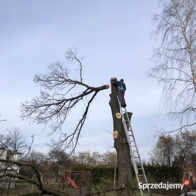 Wycinka przycinka drzew zakrzaczeń