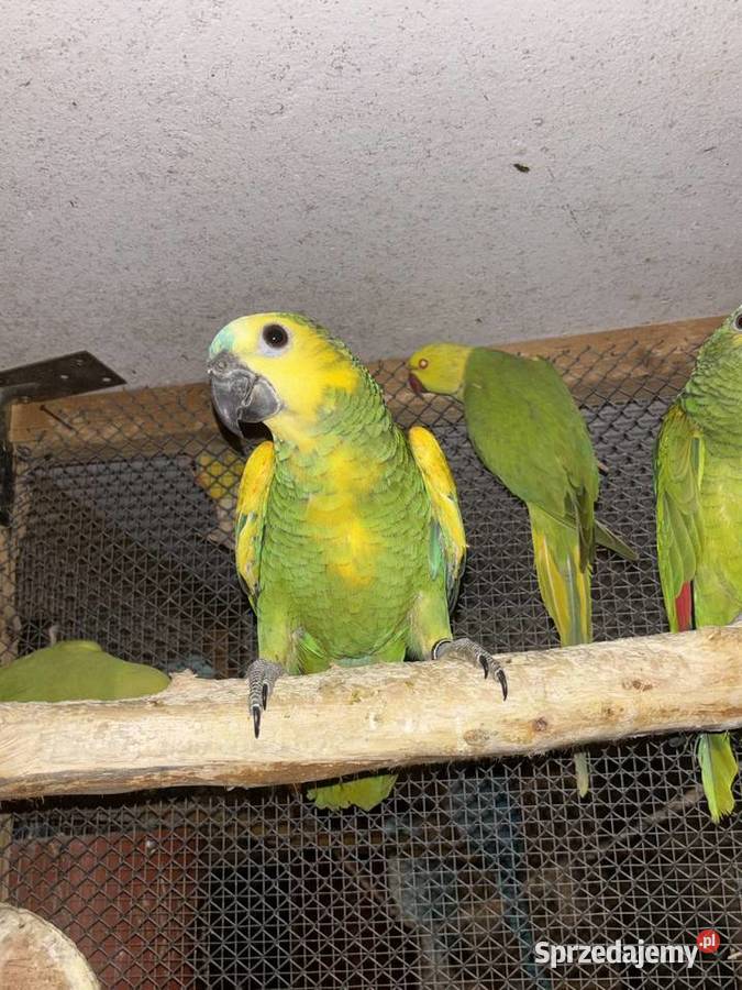 Amazonka niebieskoczelna