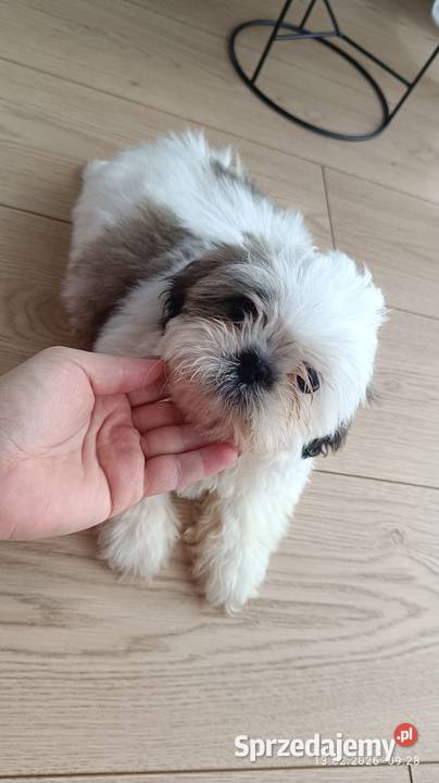Szczeniaki shih tzu małopolskie
