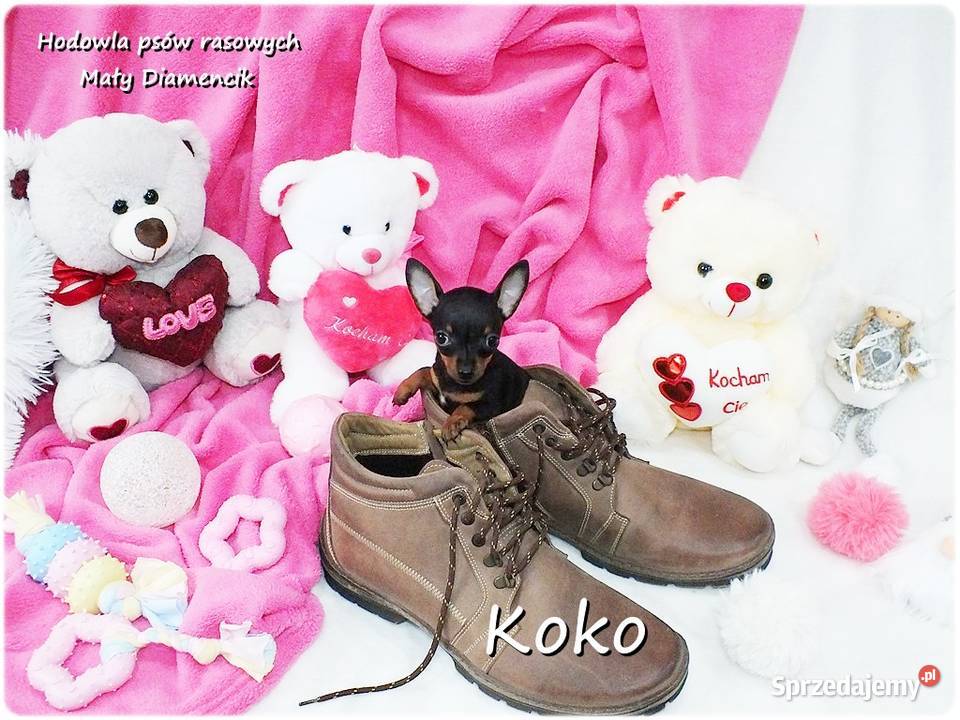 Ultra MINI Sunia KOKO Pinczer miniaturowy lubuskie Żary