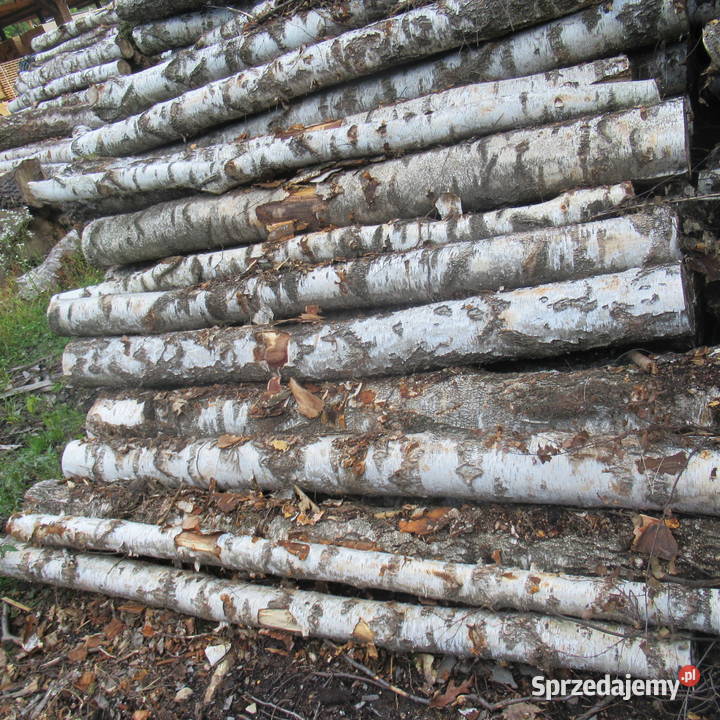 Dąb buk i grab wałkicieńszytańszy Luszowice