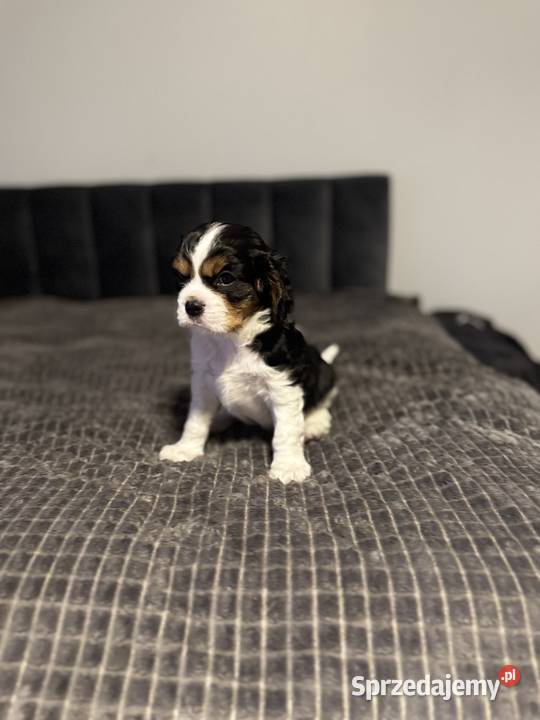 Cavalier szczeniaczki