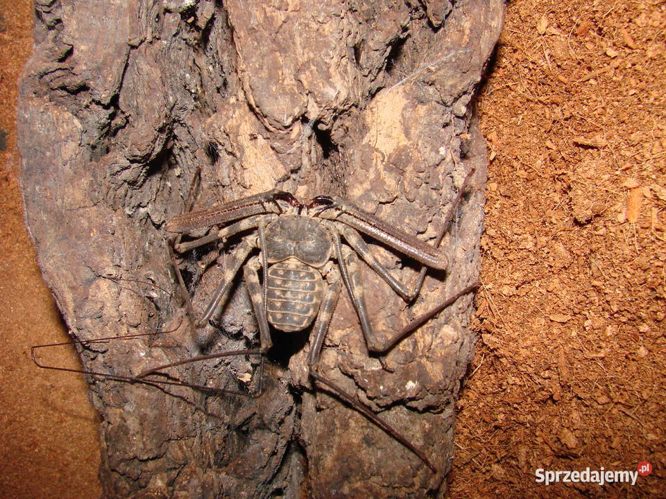 amblypyga Damon diadema Pozostałe Gliwice sprzedam