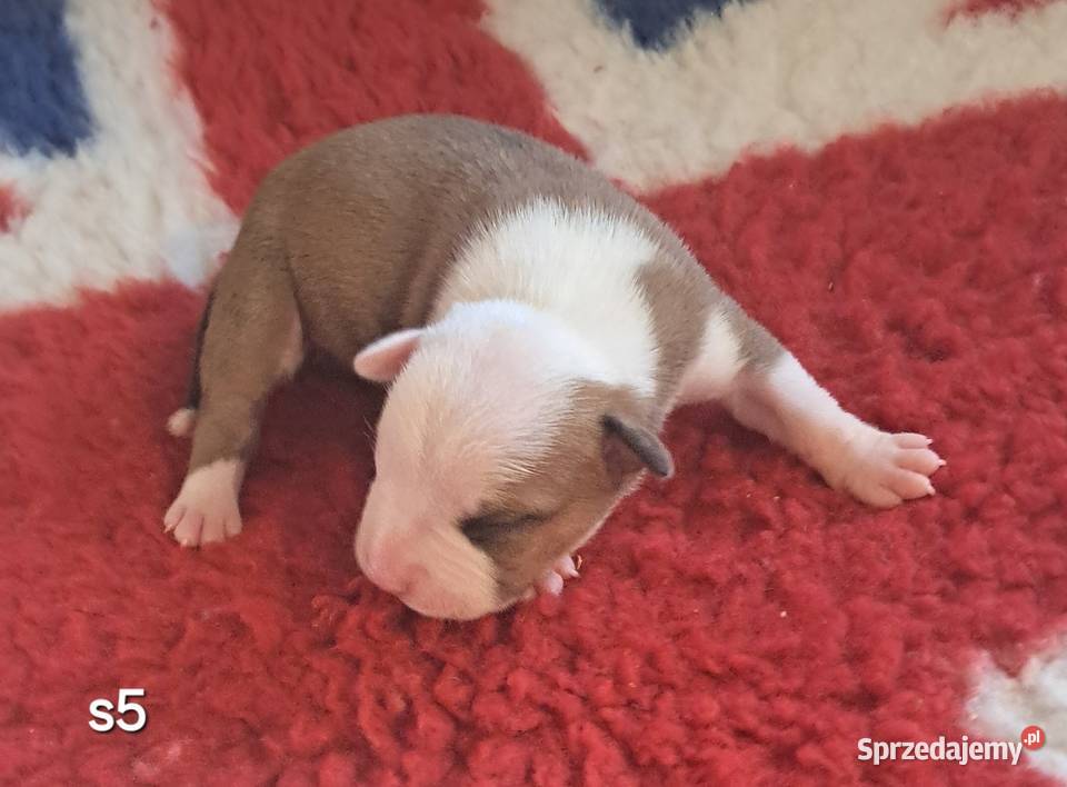 Amstaff ZKWP FCI śliczna suczka Koziegłowy