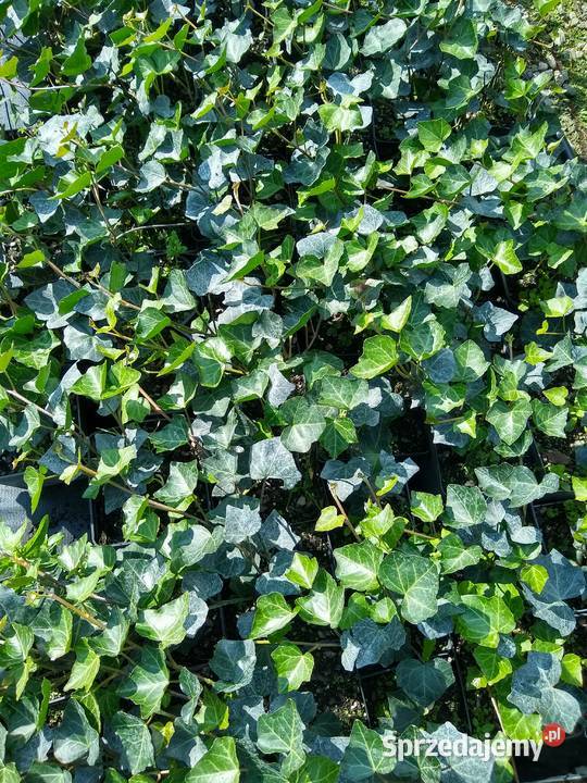 Piękny Bluszcz pospolity Krakowa