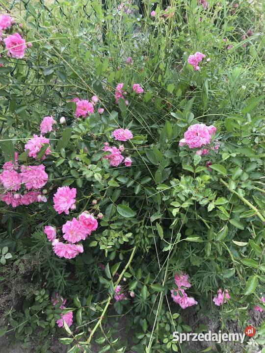 RÓŻA PNĄCA RÓŻOWA