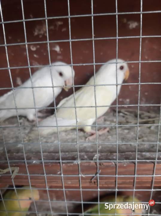 Papugi nierozłączki Zwierzęta Jędrzejów