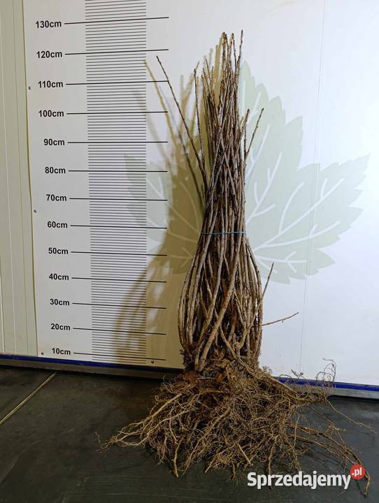 Sadzonki porzeczki białej BlankaBiała z Juteborg Stary Pożóg