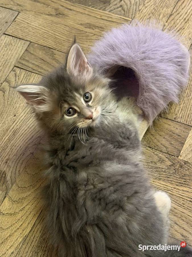 Kociczka szylkretką niebieska Maine coon FIFE Warszawa sprzedam