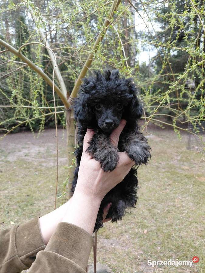 Pudel toy suczka phantom Wyszków