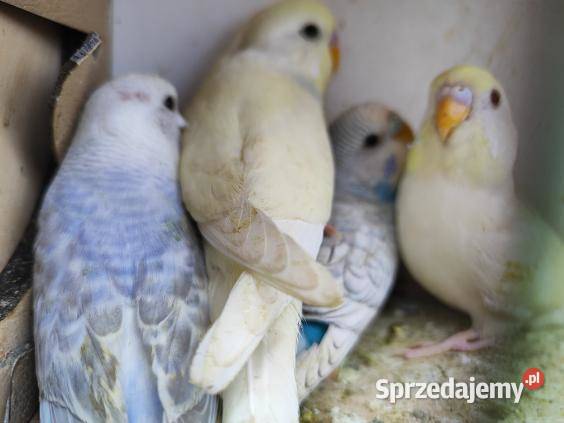 Papugi różne gatunki Bochnia sprzedam