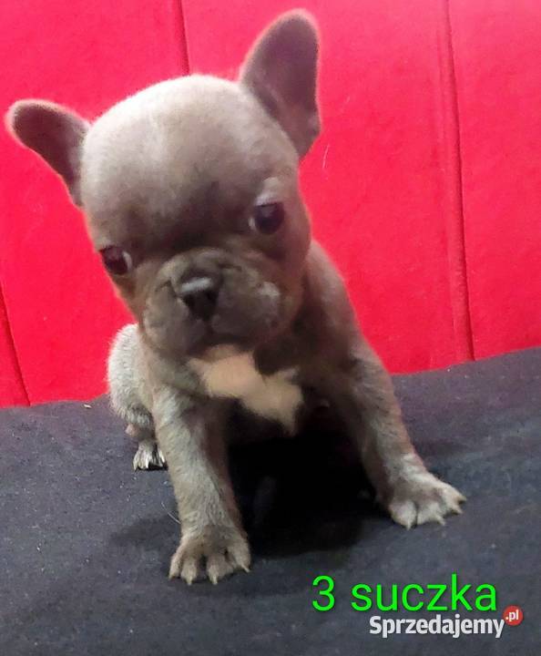 Buldog francuski pieseki i suczki blue Mycielin