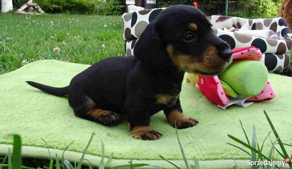 Jamniki szorstkowłose miniaturowe Tychy sprzedam