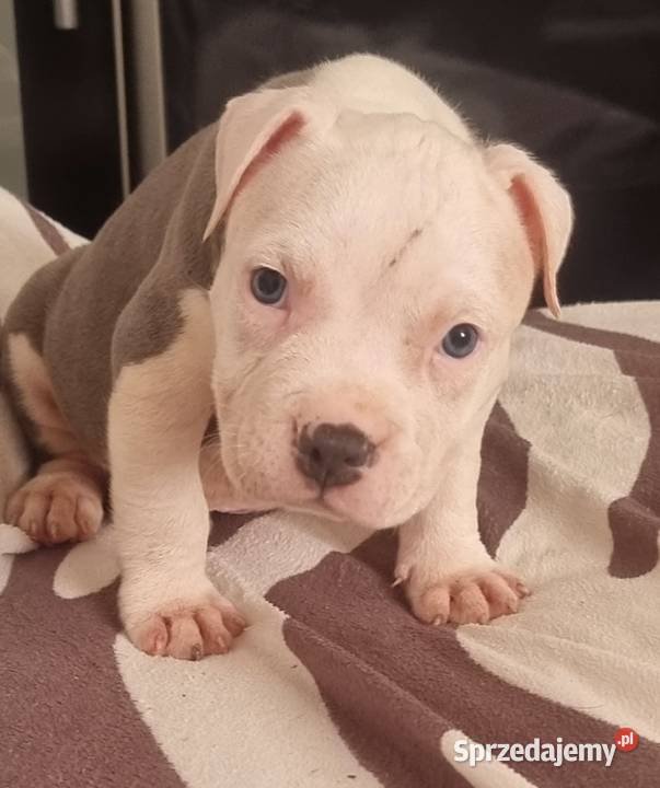 American Staffordshire Terrier Pies Amstaff Chełm