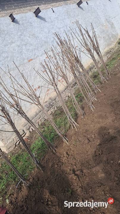 Drzewko Czereśnia Nowe Miasto nad Pilicą