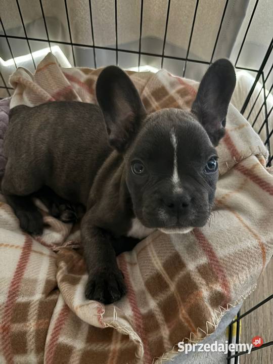 Buldog francuski wszystko co potrzebuje Wrocław