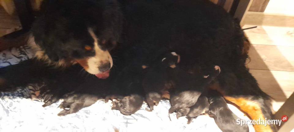 Berneński pies pasterski