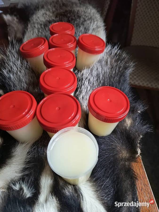 smalecsadło z borsuka Mielec