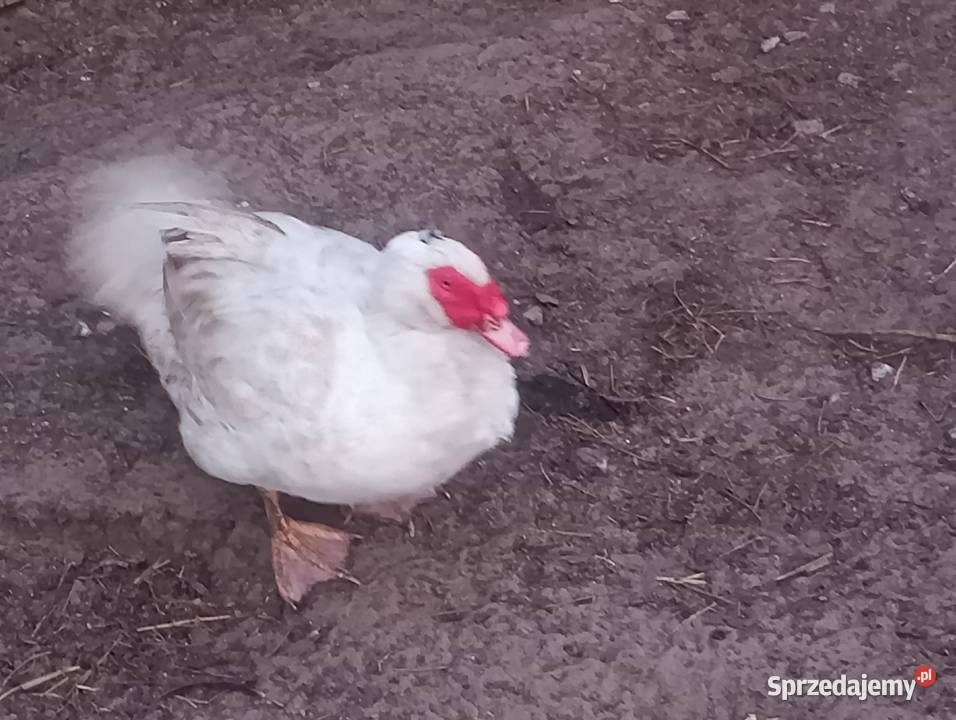 Sprzedam kaczki staropolskie mazowieckie Radom