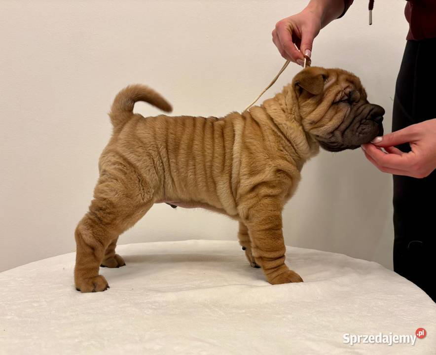Szczenięta Shar Pei FCI Piotrków Kujawski