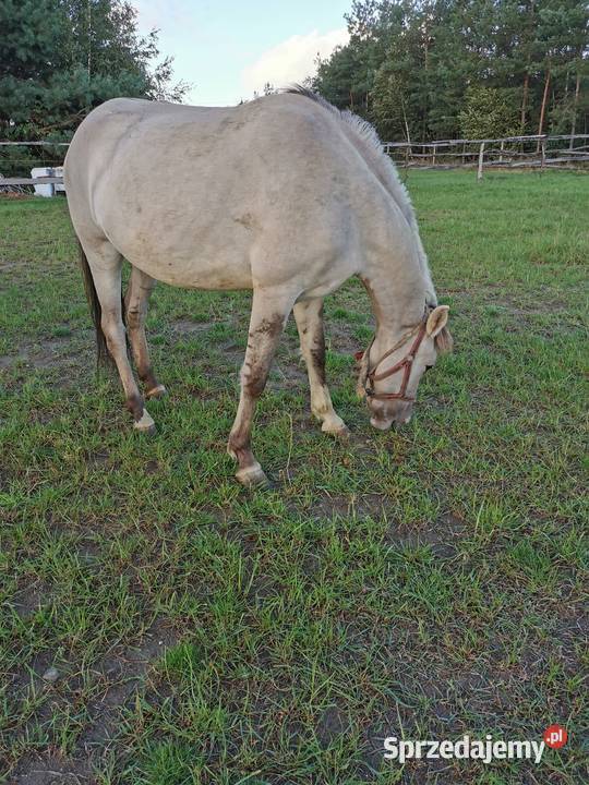 Konik polski źrebna klacz i ogierek Konie Błaszki sprzedam