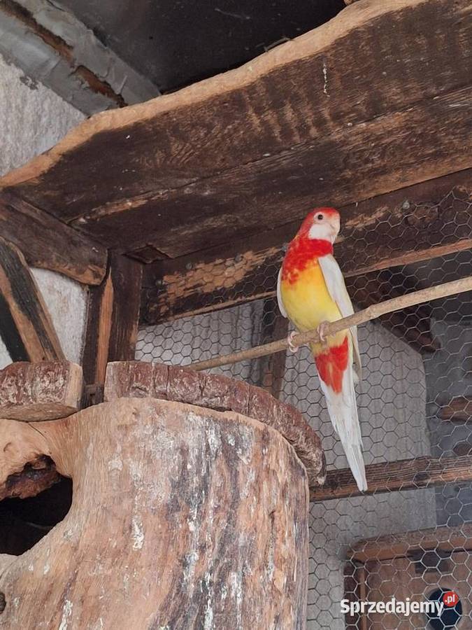 Samczyk rozelli białolicej lutino z 2025r