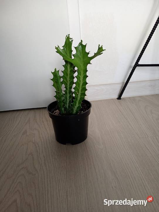 Euphorbia lactea kolekcjonerski wilczomlecz Częstochowa