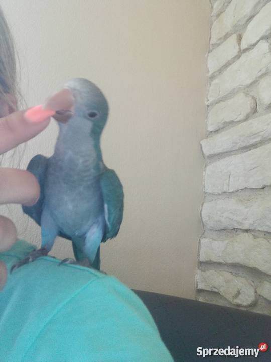 Mnicha nizinna ręcznie karmiona śliczna mazowieckie