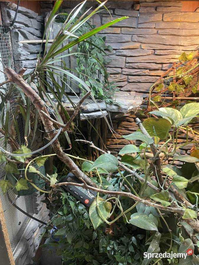 Terrarium kameleongekonfelsuma podkarpackie Przemyśl