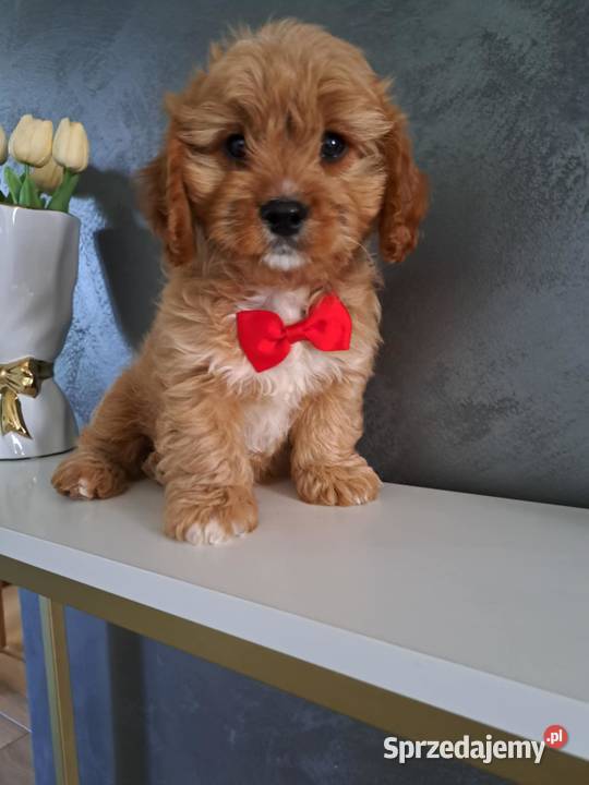 Cavapoo uroczy chłopczyk Tarnów