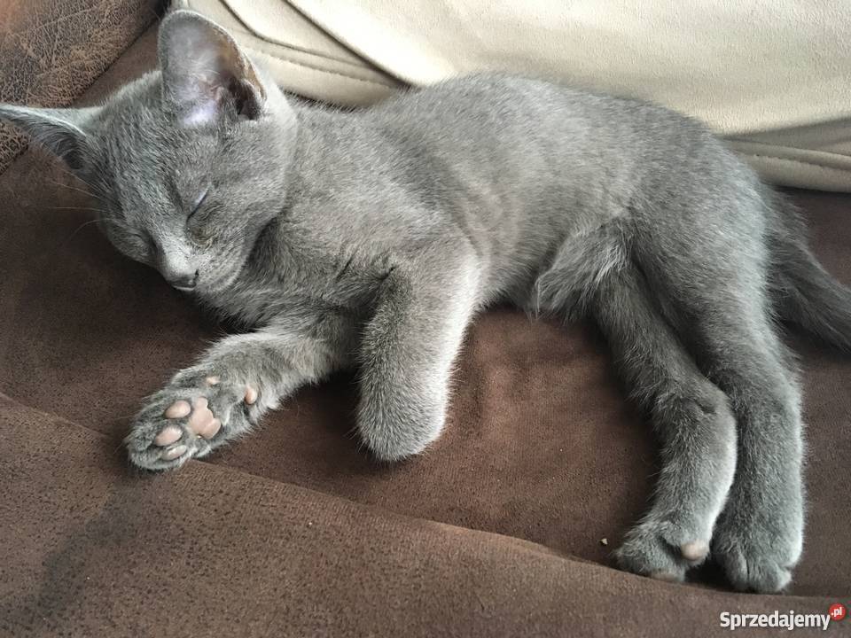 Kociaki Rosyjskie Błękitne Łódź