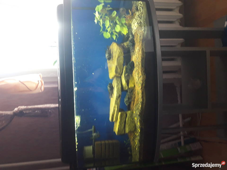 Sprzedam akwarium panoramiczne 112l