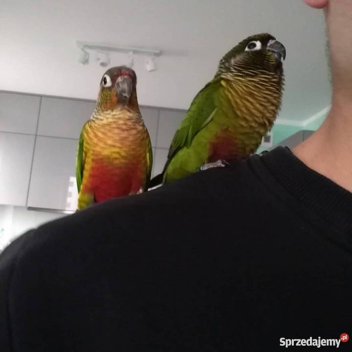 Papugi zachodniopomorskie