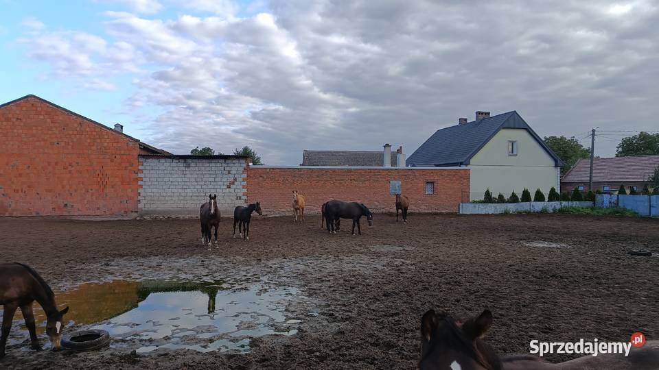 Konie wielkopolskie wielkopolskie Raszków
