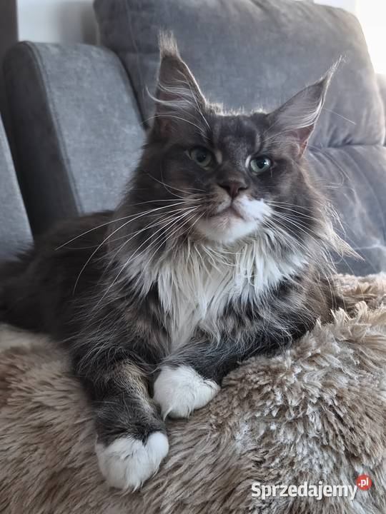 Kotka Maine coon Aqua Lipa