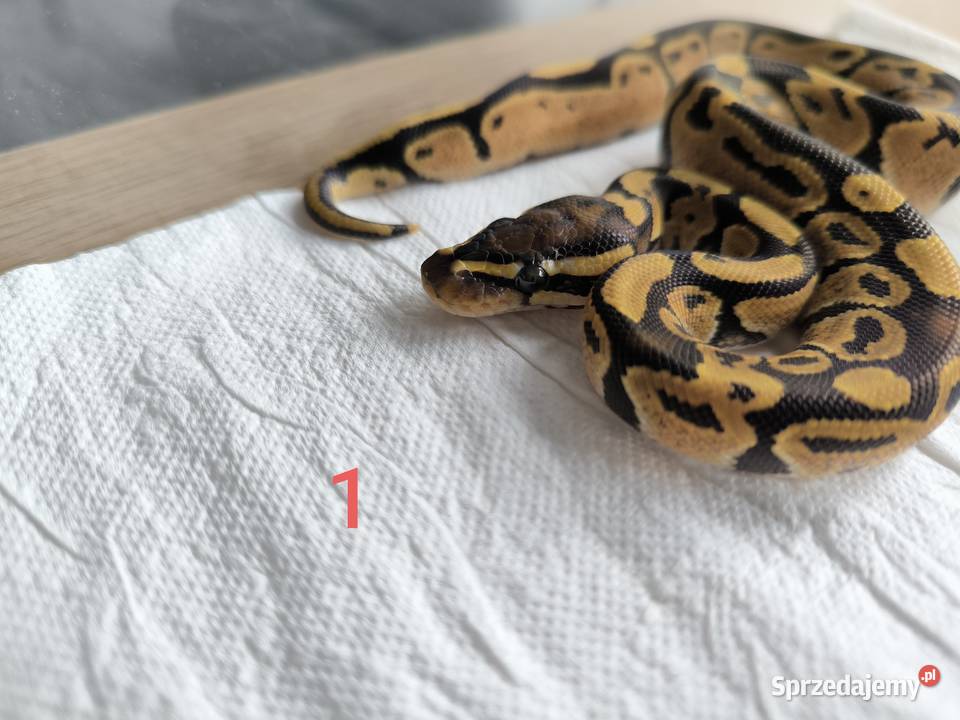 Pyton królewski Orange dream Fire poss het Clown mazowieckie Makowiec