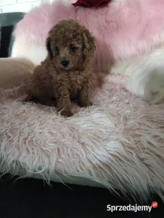 Pudelki toy szczenięta