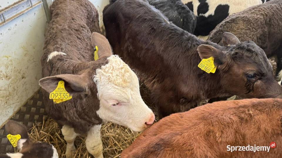 Sprzedam Byczki POLSKIE sprzedam